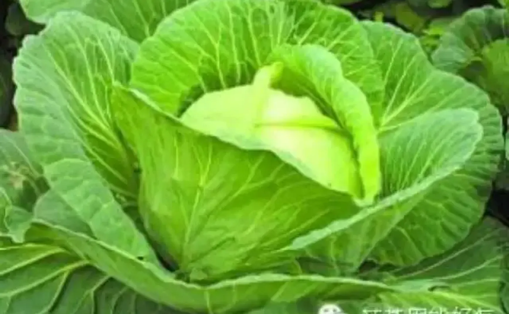 原来卷心菜的名字远远不止八种……