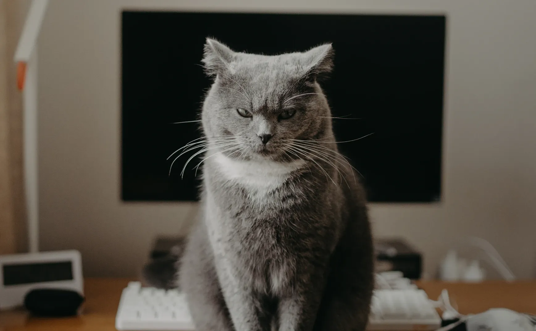 《猫图腾》第五章：“猫”的独立宣言