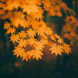 第六十五期 给生活做减法