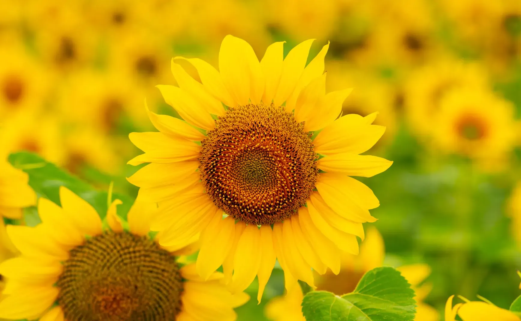 8月3日 | 亮证女司机身份查清，杀前夫案庭审引争议，美俄紧张升级