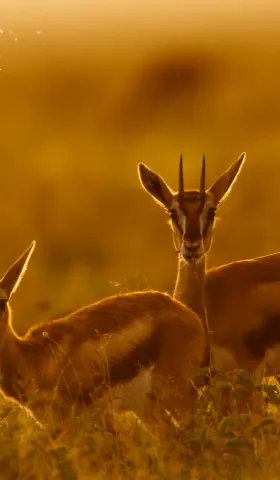 7月12日 | 每日速览：缅北特大犯罪集团覆灭，磁浮列车亮相，西夏陵成世遗