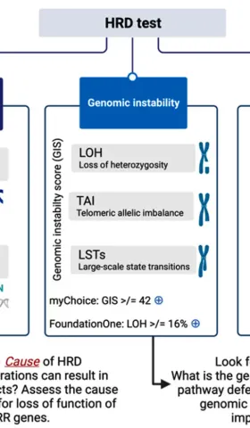V018plus.熊言熊语：biomarker系列-同源重组修复缺陷HRD (part3 产品总览)