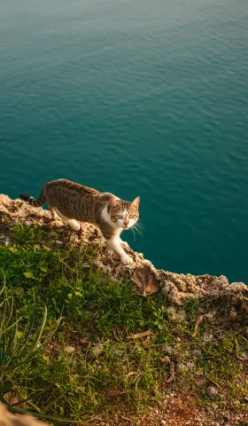 《猫的领地》目录