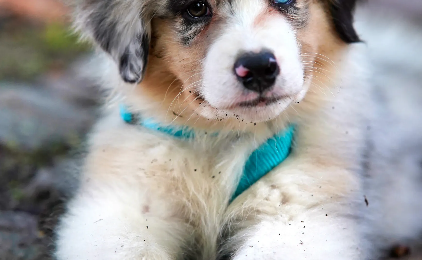 《猫图腾》第二章：“犬”的真相