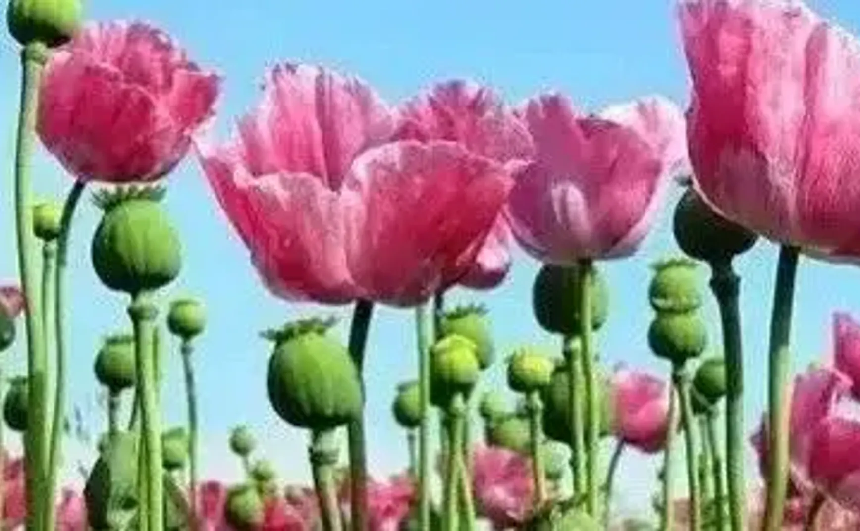 政府参与贩毒和印假钞的国家，就在中国旁边