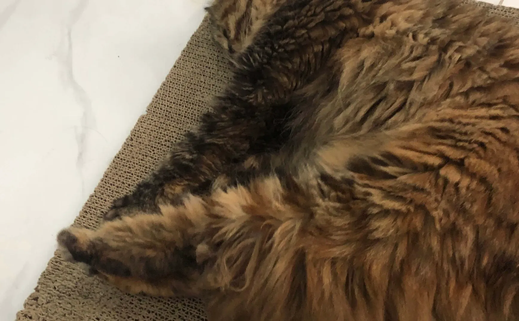 「蹦哒」猫的「摇人术」