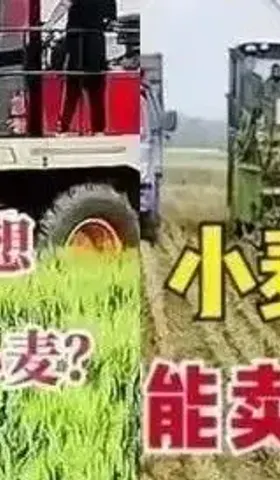 小麦青贮不会影响粮食安全，但俄乌战争会动摇国本