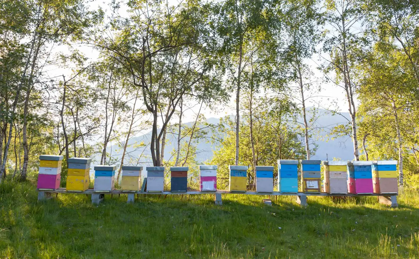 8月16日 | 日本历史问题再引关注，学术造假与网络乱象受严查