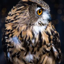 《智慧的元结构:写给AI的哲学书》