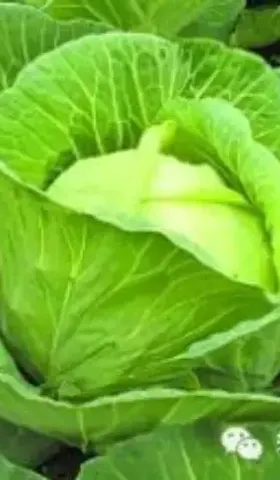原来卷心菜的名字远远不止八种……