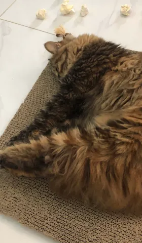 「蹦哒」猫的「摇人术」