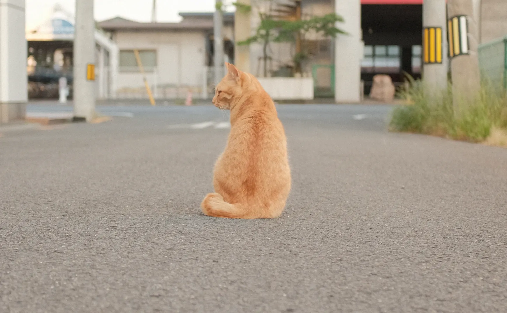 《猫图腾》第八章：“猫”的高效（上）