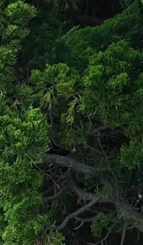 08-金沙滩的松树