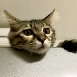 成为“铲屎官”是怎样的体验