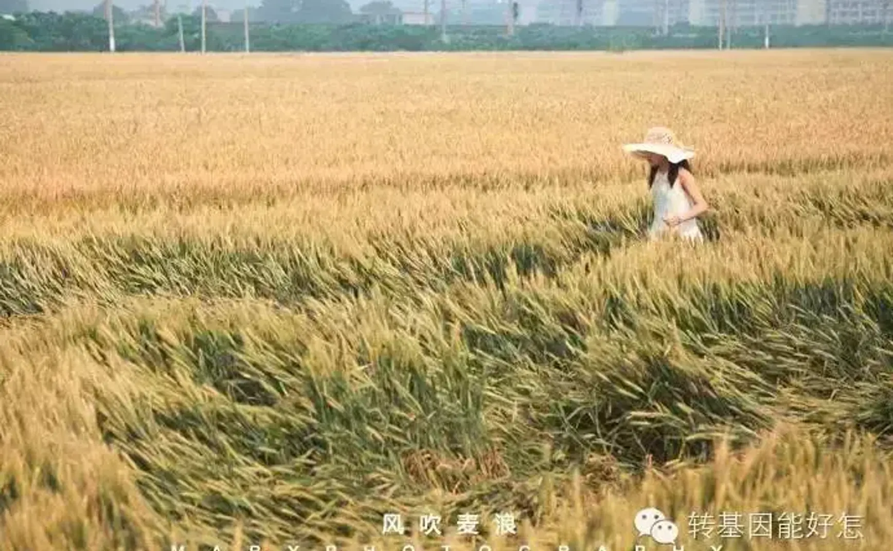 奇葩国家禁止农民种小麦，理由居然是……
