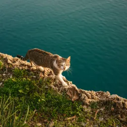 《猫的领地》目录