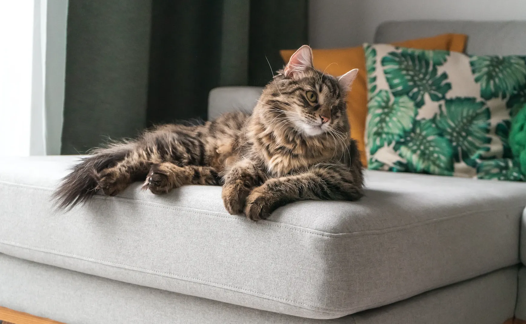 《猫图腾》第十三章： “猫”的生境（下）