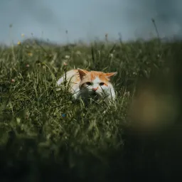 《猫的伏击》目录