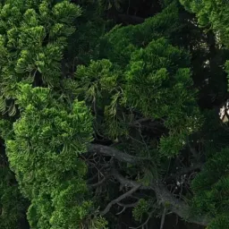 08-金沙滩的松树