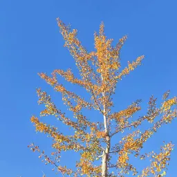 #54 2025关键词:自信&INTJ (附库存京都照片)