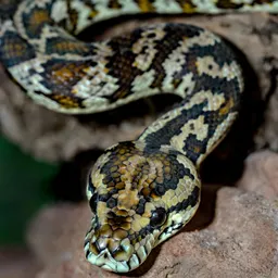 while循环-无限循环-随机数应用