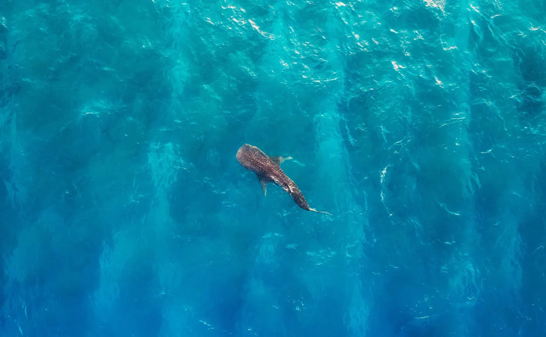 8月30日 | 外交聚焦大国关系与南海，社保新规及隐私问题引关注