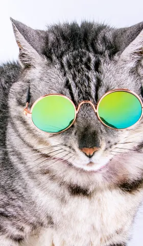 《猫图腾》第七章：“猫”的心态