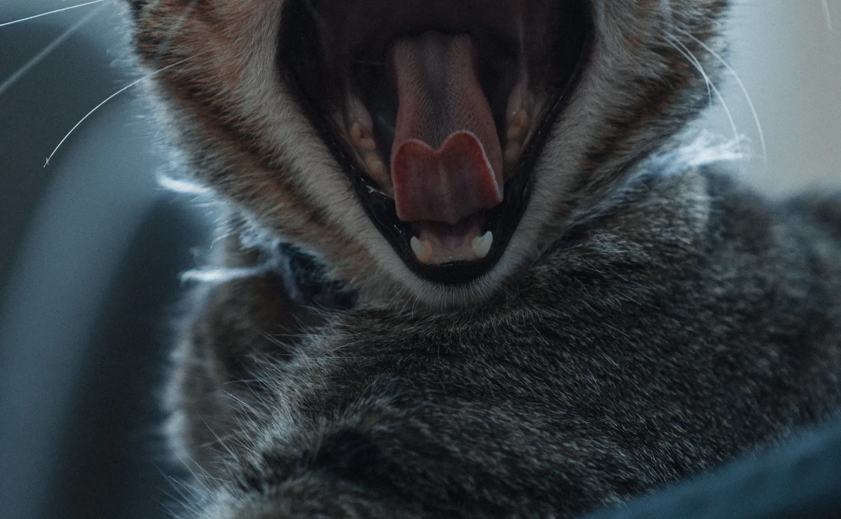 《猫图腾》第六章：“猫”的抵抗