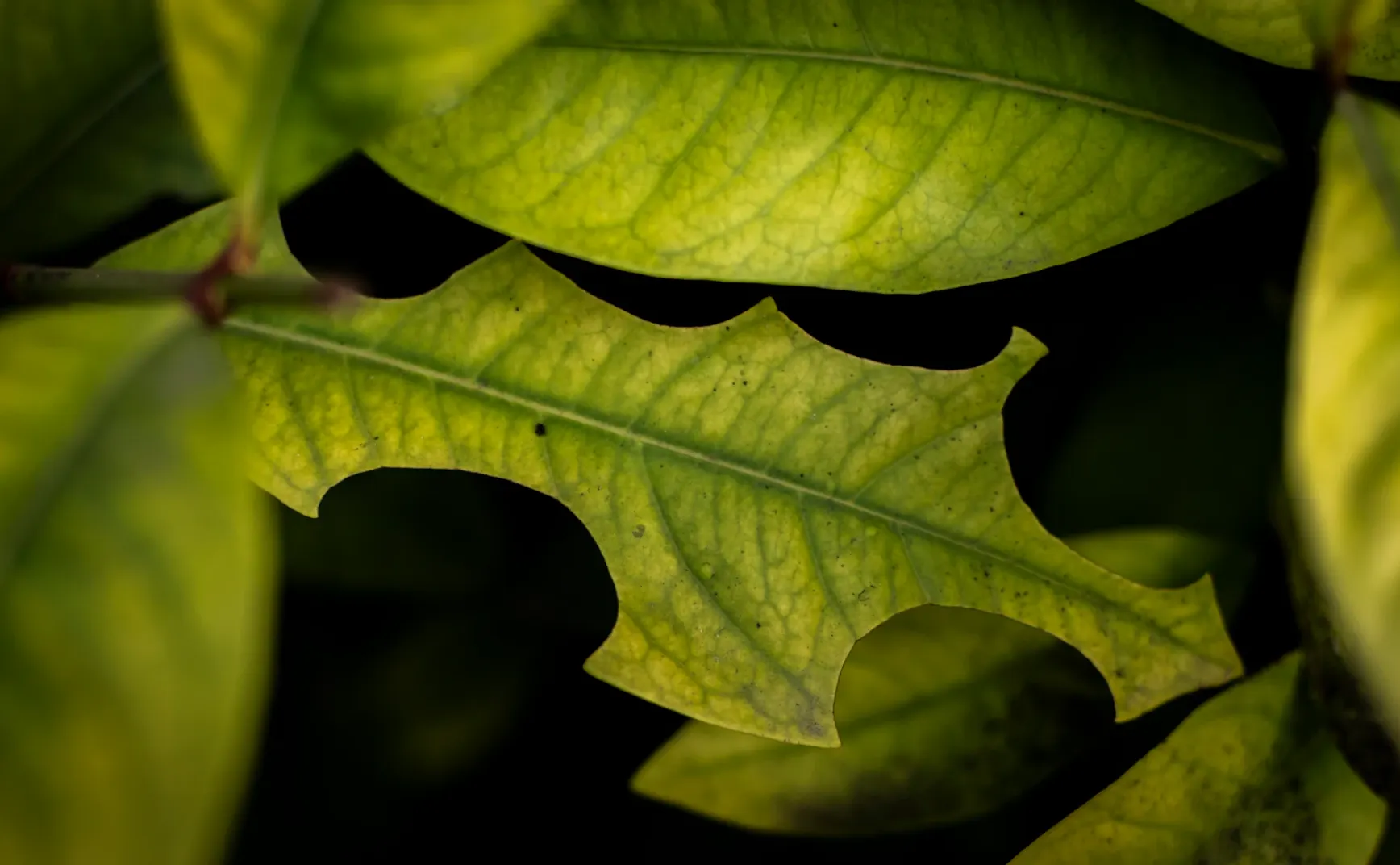 #24 删掉一个输入框，多赚1200万美元