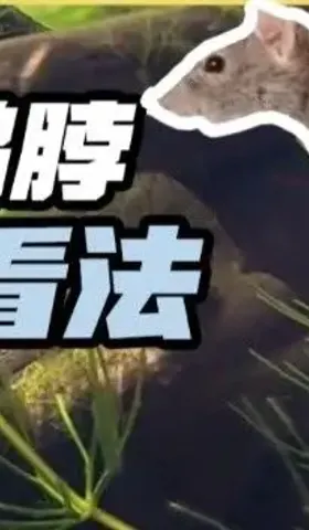 指鼠为鸭，是谁给了他们公然撒谎的勇气？