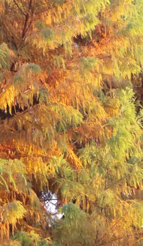 14: 在学着像树一样缓慢而坚定地生长了｜曲率飞船newsletter