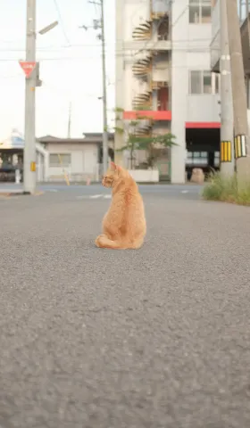 《猫图腾》第八章：“猫”的高效（上）