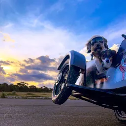 城堡 209:躲到校园杜鹃花下,不要被命运找到