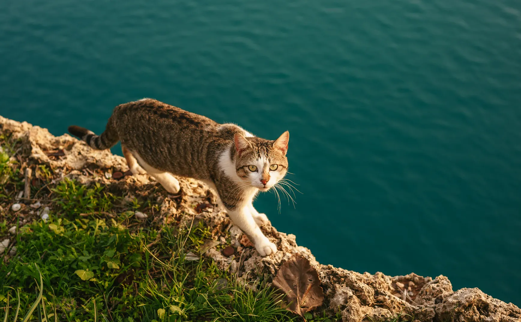 《猫的领地》目录