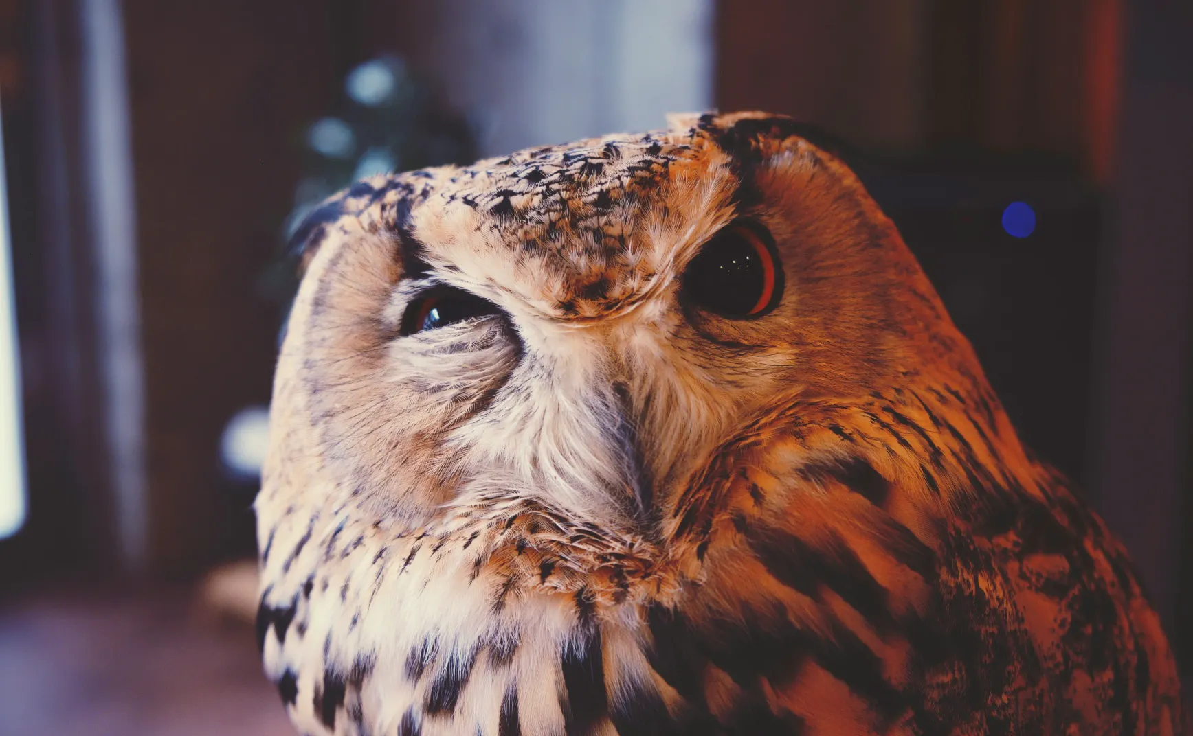 听凭好奇心的指引