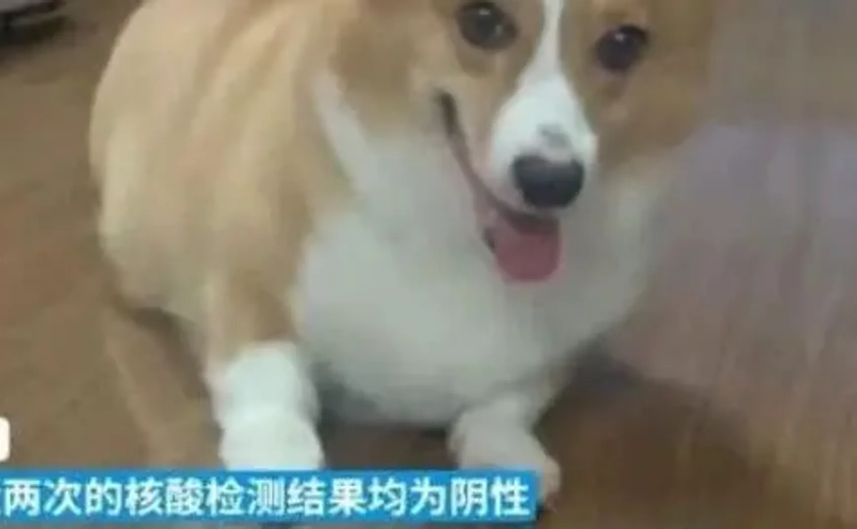 防疫不是违法行为的挡箭牌