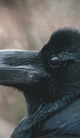 Carrion Crow