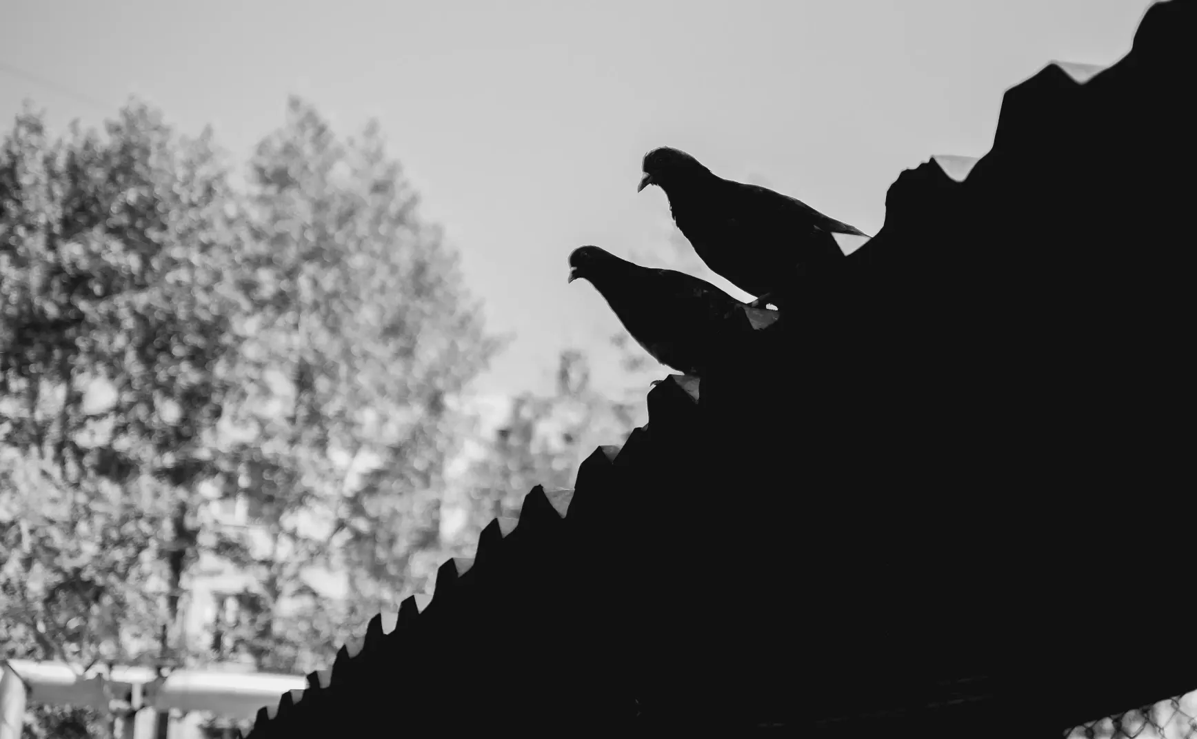 读记｜二〇二四・五：哈耶克、自由主义、群众运动等