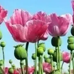 政府参与贩毒和印假钞的国家,就在中国旁边