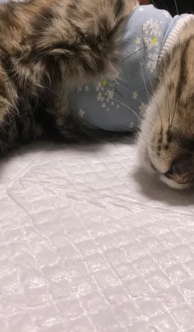 蹦哒猫咪做绝育手术