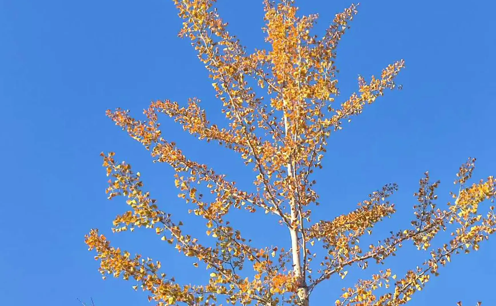 #54 2025关键词：自信&INTJ （附库存京都照片）