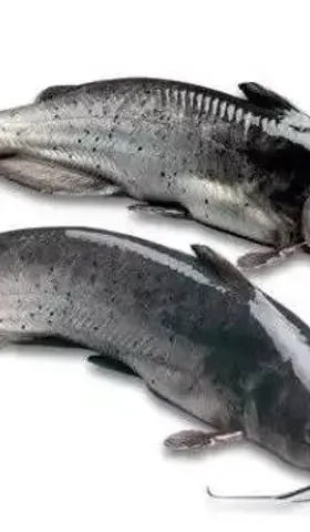 再论团队与鲶鱼
