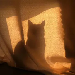 《猫图腾》目录