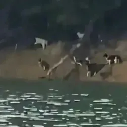 一千只猫的“大逃杀”，以爱的名义