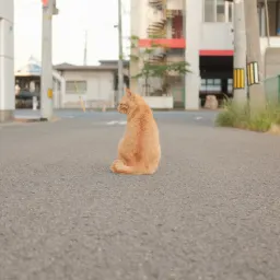 《猫图腾》第八章：“猫”的高效（上）