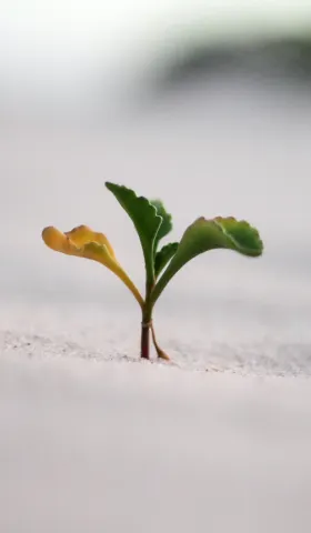 更好生活 004：周更电子报的好处、建立写作点子库的方法、长大是一连串的节点