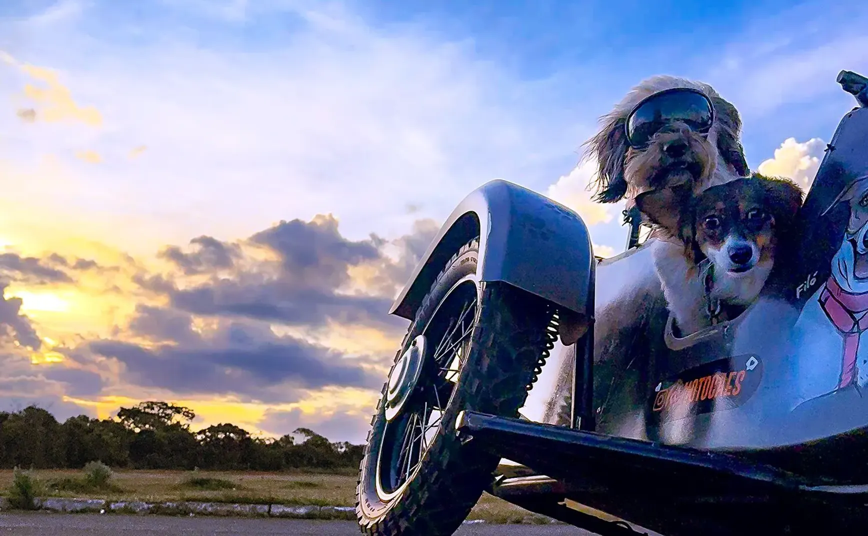 城堡 209：躲到校园杜鹃花下，不要被命运找到