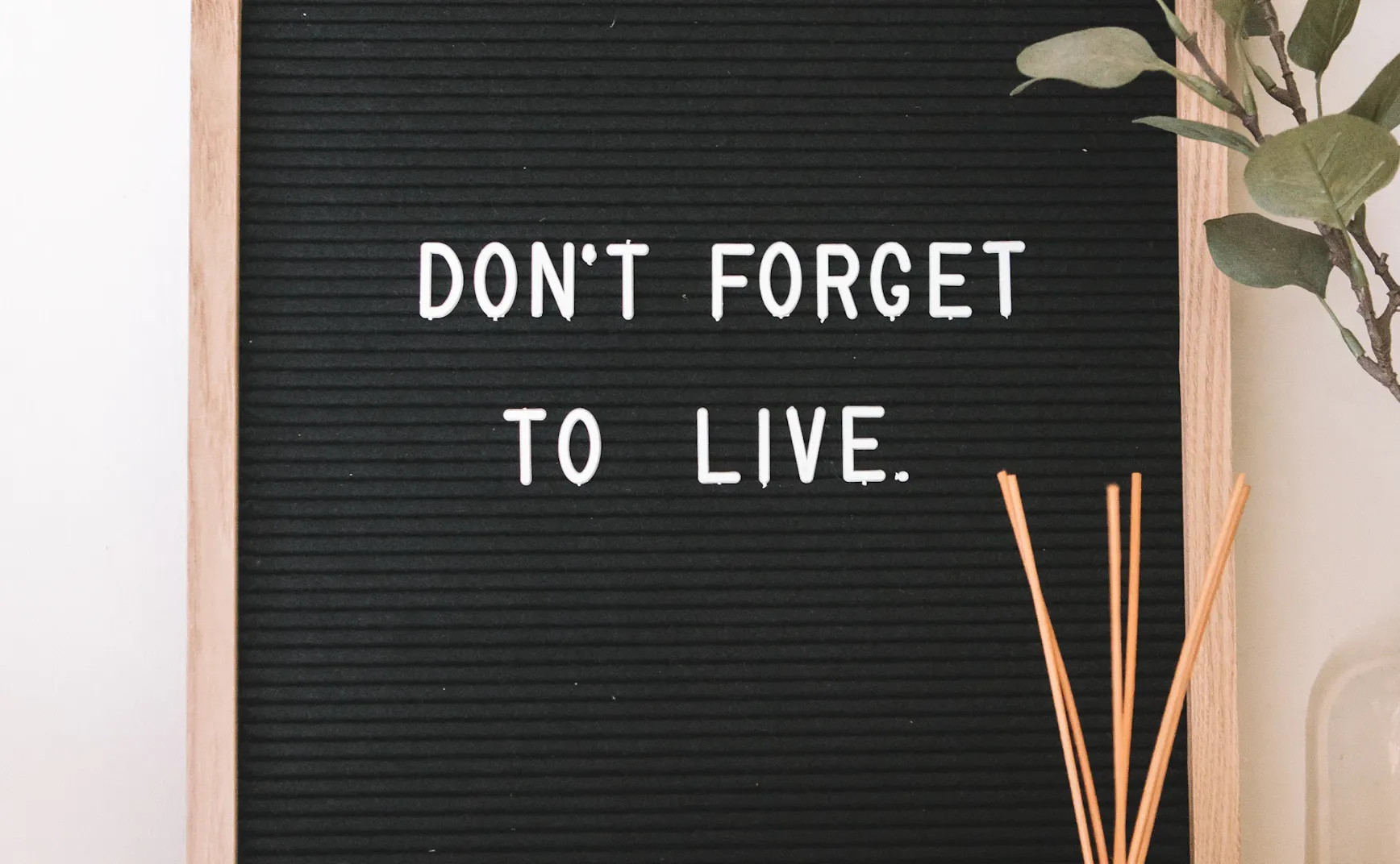 《猫的伏击》第6章：你最强的大脑功能，叫“遗忘”