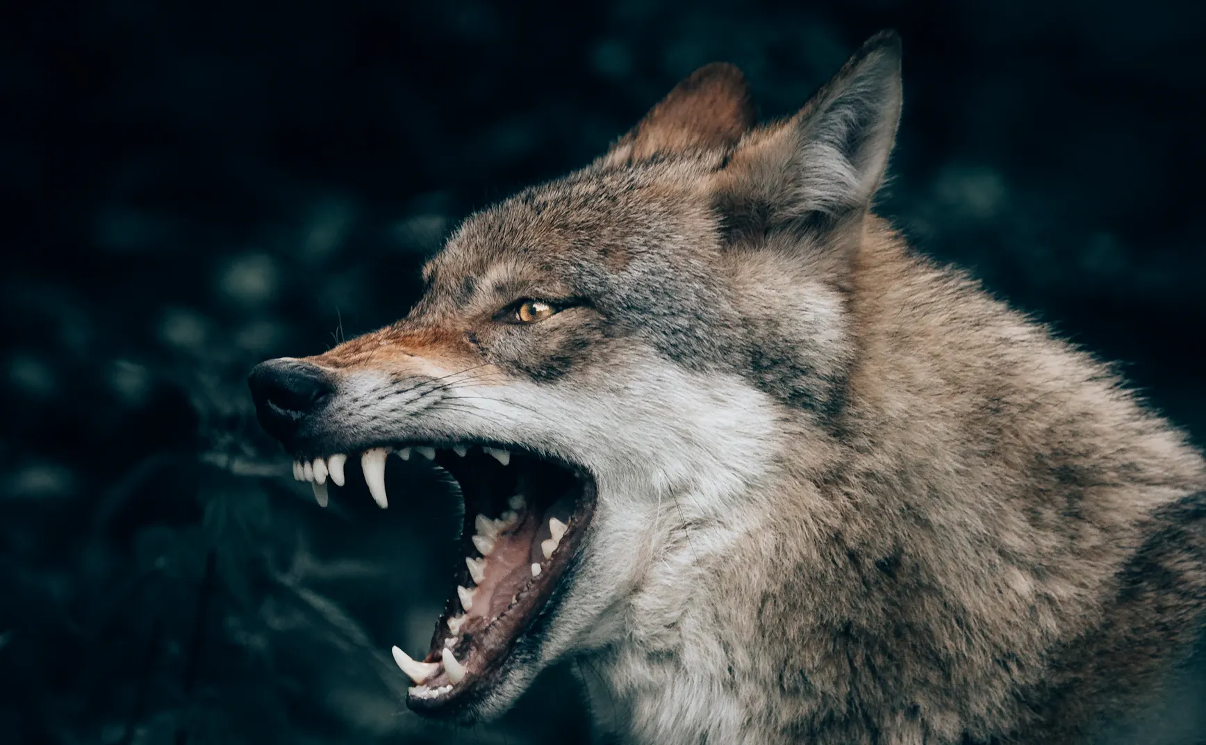 《猫图腾》第一章：“狼”的诱惑