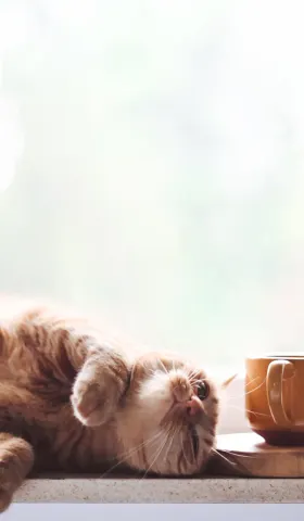 面向AI的人类抚慰指南